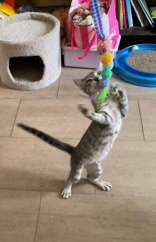 Ash - Your Curious Little Shadow -  Domestic Short Hair Cat for Adoption in Prescott, Arizona - Ash - Your Curious Little Shadow | PetCurious