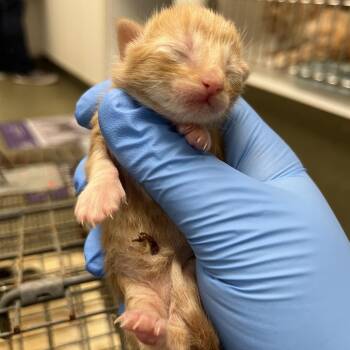 Domestic Short Hair Cats Available for Adoption in Harrisonburg, Virginia - 70658 | PetCurious