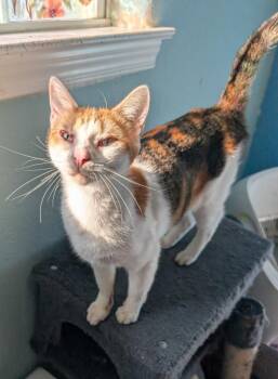 Purrsnickitty -  Domestic Short Hair Cat for Adoption in San Antonio, Texas - Purrsnickitty | PetCurious