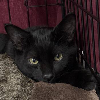Capone -  Domestic Short Hair Cat for Adoption in Bismarck, North Dakota - Capone | PetCurious