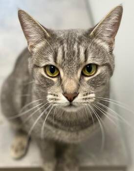 Hazel ( Houdini) -  Domestic Short Hair Cat for Adoption in Vashon, Washington - Hazel ( Houdini) | PetCurious
