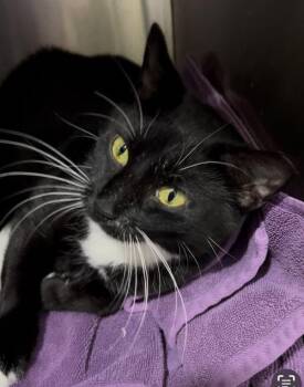 Rescue Tuxedo and Domestic Short Hair Cats for Adoption in Greenville, Delaware - Nala (FCID# 07/01/2025 - 539 Trainer) | PetCurious