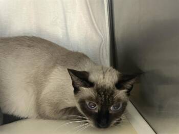 NAOMI -  Domestic Short Hair Cat for Adoption in Tustin, California - NAOMI | PetCurious