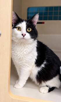 Pancetta -  Domestic Short Hair Cat for Adoption in Fort Lupton, Colorado - Pancetta | PetCurious