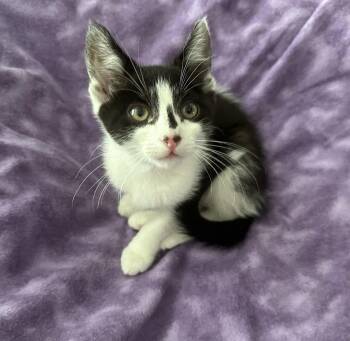 Arlo -  Domestic Medium Hair Cat for Adoption in Vacaville, California - Arlo | PetCurious