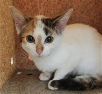 PURRRFECTION -  Domestic Short Hair Cat for Adoption in Louisville, Kentucky - PURRRFECTION | PetCurious