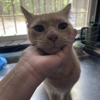 Aldo -  Domestic Short Hair Cat for Adoption in Walden, New York - Aldo | PetCurious