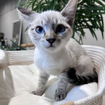 Siamese and Domestic Short Hair Cats Available for Adoption - Aloha (Ally) | PetCurious