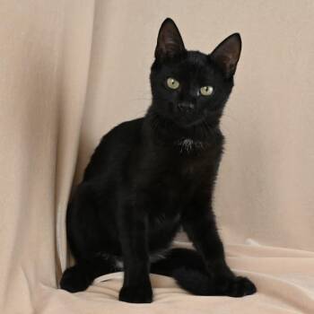 Benkie -  Domestic Short Hair Cat for Adoption in Mobile, Alabama - Benkie | PetCurious