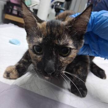 Soraya -  Domestic Short Hair Cat for Adoption in Summerville, South Carolina - Soraya | PetCurious