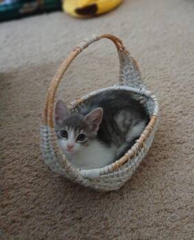 Domestic Short Hair Cats Available for Adoption in Duluth, Georgia - Maeve | PetCurious