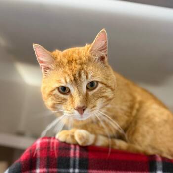 Domestic Short Hair Cats Available for Adoption in Watertown, New York - Chester | PetCurious