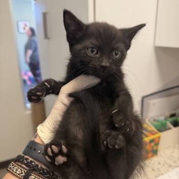 Grover (26-2R-2) -  Domestic Short Hair Cat for Adoption in Rifle, Colorado - Grover (26-2R-2) | PetCurious