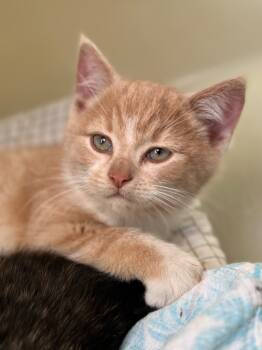 Rescue Domestic Short Hair Cats for Adoption in Menomonie, Wisconsin - Columbus | PetCurious