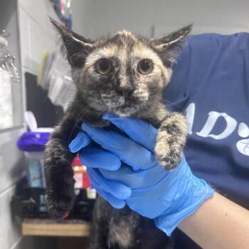 Apple Jack -  Domestic Short Hair Cat for Adoption in Summerville, South Carolina - Apple Jack | PetCurious