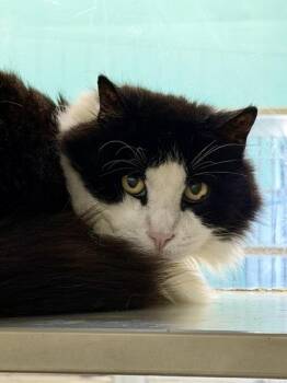 Domestic Medium Hair and Domestic Short Hair Cats Available for Adoption in New Orleans, Louisiana - Gimbal | PetCurious