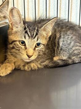 Jamoca Almond Fudge -  Domestic Short Hair Cat for Adoption in Rock Springs, Wyoming - Jamoca Almond Fudge | PetCurious