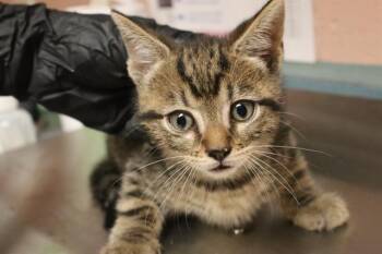 SWEET -  Domestic Short Hair Cat for Adoption in Columbia, South Carolina - SWEET | PetCurious