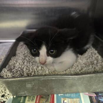 Hammy -  Domestic Short Hair Cat for Adoption in Salt Lake City, Utah - Hammy | PetCurious