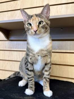 Dolly -  Calico Cat for Adoption in Downers Grove, Illinois - Dolly | PetCurious