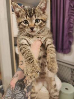 Pulse -  Domestic Short Hair Cat Available for Adoption in Parkville, Maryland - Pulse | PetCurious