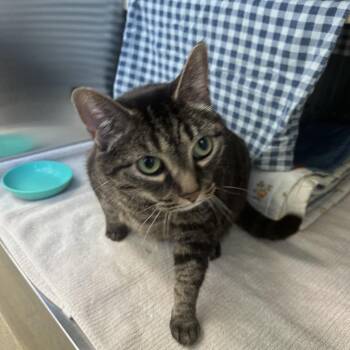Domestic Short Hair Cats Available for Adoption in Lynchburg, Virginia - Katniss | PetCurious