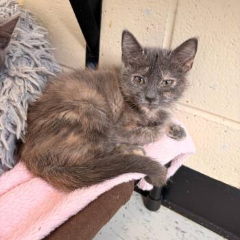 Poppy -  Domestic Short Hair Cat for Adoption in New York, New York - Poppy | PetCurious