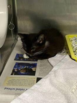 Scout -  Domestic Short Hair Cat for Adoption in Daytona Beach, Florida - Scout | PetCurious