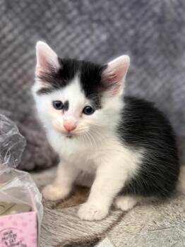 Domestic Short Hair Cats Available for Adoption in Los Angeles, California - Joey | PetCurious