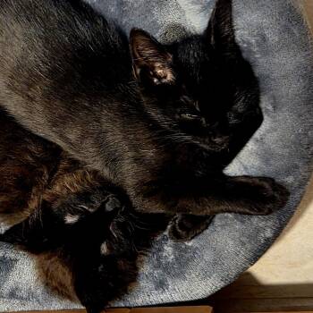 Espresso (with Mocha) -  Domestic Short Hair Cat for Adoption in Norwalk, Connecticut - Espresso (with Mocha) | PetCurious