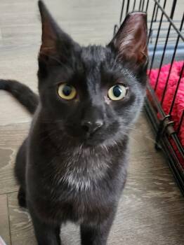 Rescue Domestic Short Hair Cats for Adoption in London, Ontario - Isaac 1 Yr | PetCurious