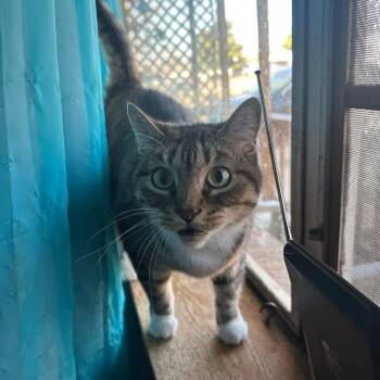 Tiger Lily -  Domestic Short Hair Cat for Adoption in Tulsa, Oklahoma - Tiger Lily | PetCurious