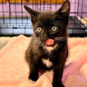 Marlon Jackson -  Domestic Short Hair Cat for Adoption in Redwood Valley, California - Marlon Jackson | PetCurious