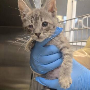 Oat Milk -  Domestic Short Hair Cat Available for Adoption in Los Angeles, California - Oat Milk | PetCurious