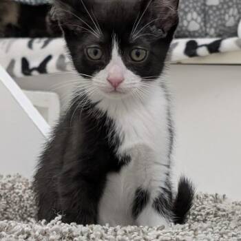 Domestic Short Hair Cats Available for Adoption in Allegan, Michigan - Cumulus * | PetCurious