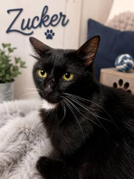 Zucker -  Domestic Long Hair Cat for Adoption in Dalton, Georgia - Zucker | PetCurious