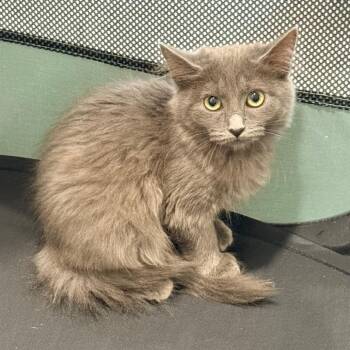 Joanne Nuttall -  Domestic Medium Hair Cat for Adoption in Eagle Mountain, Utah - Joanne Nuttall | PetCurious
