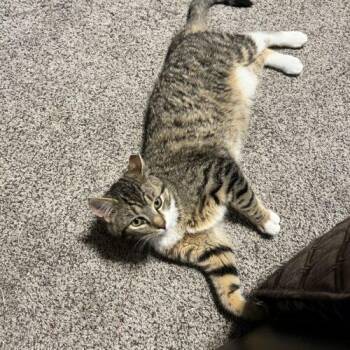 Domestic Short Hair Cats Available for Adoption - Ozzy | PetCurious
