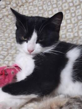 Missy -  Domestic Short Hair Cat for Adoption in Hamilton, Ontario - Missy | PetCurious