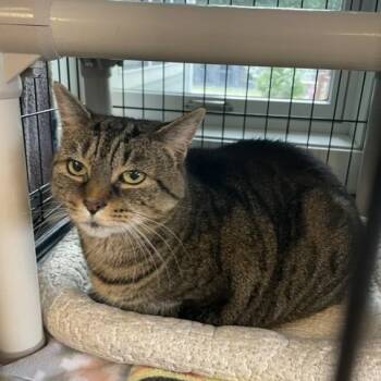 Enya -  Domestic Short Hair Cat for Adoption in Attleboro, Massachusetts - Enya | PetCurious