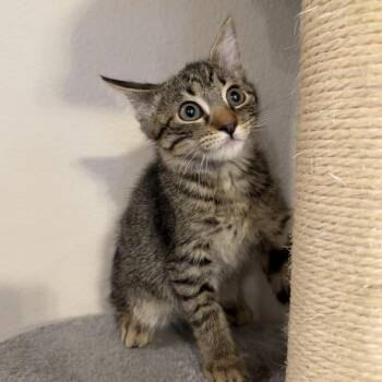 Cubby -  Domestic Short Hair Cat for Adoption in Midland, Texas - Cubby | PetCurious