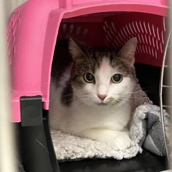 Princess -  Domestic Short Hair Cat for Adoption in Port Charlotte, Florida - Princess | PetCurious