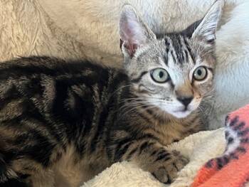 Rescue Domestic Short Hair Cats for Adoption in Magnolia, Texas - Dusk | PetCurious