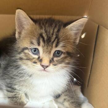 Kat -  Domestic Short Hair Cat for Adoption in Winston-salem, North Carolina - Kat | PetCurious