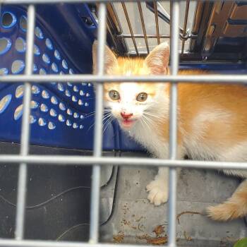 Domestic Medium Hair Cats Available for Adoption in Lake Jackson, Texas - Gabe | PetCurious