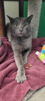 Rescue Domestic Short Hair and Russian Blue Cats for Adoption in Cleveland, Ohio - Oakley | PetCurious