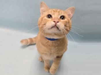 Theodore -  Domestic Short Hair Cat for Adoption in Minneapolis, Minnesota - Theodore | PetCurious