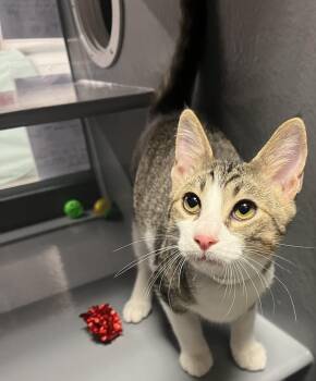 Mack -  Domestic Short Hair Cat for Adoption in Belchertown, Massachusetts - Mack | PetCurious