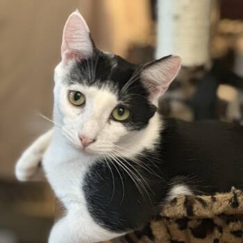 Rescue Domestic Short Hair Cats for Adoption in Norfolk, Virginia - Kieran | PetCurious