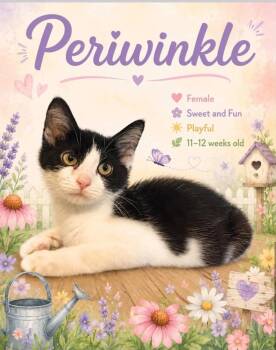 Periwinkle -  Domestic Short Hair Cat for Adoption in Cortland, Ohio - Periwinkle | PetCurious